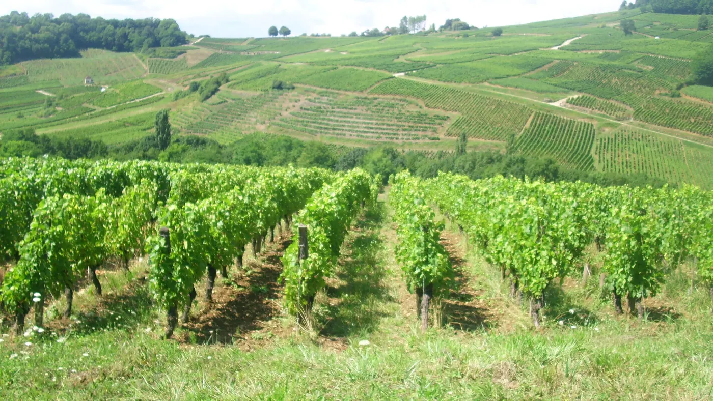 Les vignes en terrasses de Château-Chalon au printemps