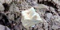 Un fossile en forme d'étoile trouvé dans la terre d'une vigne